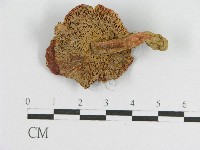 登錄號:F0012483藏品圖，第1張