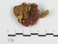 登錄號:F0012483藏品圖，第3張
