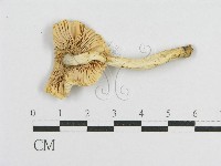 登錄號:F0012484藏品圖，第1張