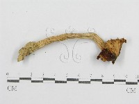 紅菇屬藏品圖，第3張