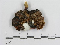 紅菇屬藏品圖，第3張