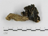 登錄號:F0012488藏品圖，第1張