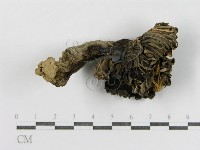登錄號:F0012488藏品圖，第4張