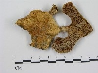登錄號:F0012491藏品圖，第3張