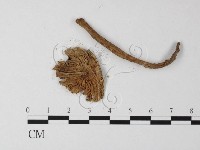 登錄號:F0012492藏品圖，第3張