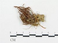 登錄號:F0012493藏品圖，第1張