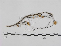 登錄號:F0012495藏品圖，第1張