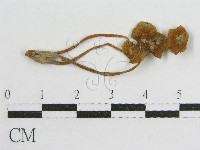 登錄號:F0012496藏品圖，第1張