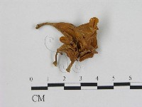 登錄號:F0012497藏品圖，第1張