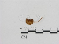 小菇屬藏品圖，第3張