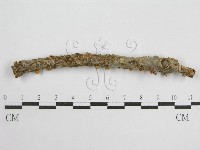 微皮傘屬藏品圖，第3張