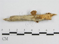 微皮傘屬藏品圖，第3張