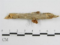 微皮傘屬藏品圖，第4張