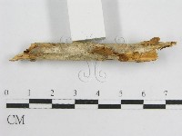 微皮傘屬藏品圖，第5張
