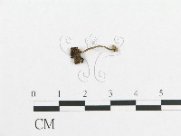 登錄號:F0012501藏品圖，第1張