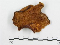 登錄號:F0012505藏品圖，第1張