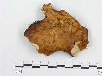 登錄號:F0012505藏品圖，第3張