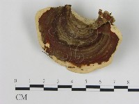登錄號:F0012507藏品圖，第3張