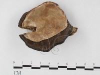 登錄號:F0012508藏品圖，第1張