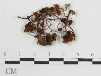 登錄號:F0012509藏品圖，第1張