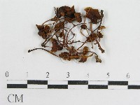 登錄號:F0012509藏品圖，第3張