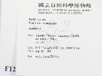 紅菇屬藏品圖，第2張