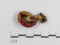 紅菇屬藏品圖，第1張