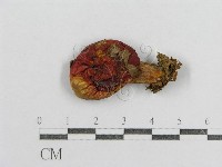 紅菇屬藏品圖，第3張