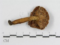 登錄號:F0012511藏品圖，第1張