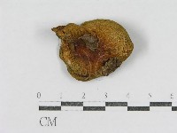 登錄號:F0012512藏品圖，第1張