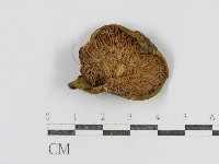 登錄號:F0012512藏品圖，第3張