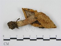 登錄號:F0012513藏品圖，第1張