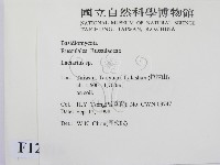 乳菇屬藏品圖，第2張