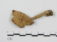 登錄號:F0012517藏品圖，第1張