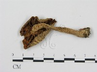 登錄號:F0012517藏品圖，第3張