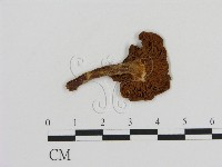 登錄號:F0012521藏品圖，第1張