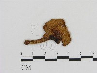 登錄號:F0012521藏品圖，第3張