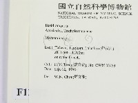 小皮傘屬藏品圖，第2張