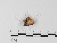 登錄號:F0012524藏品圖，第3張