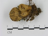 登錄號:F0012525藏品圖，第1張