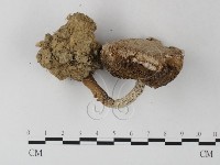 登錄號:F0012526藏品圖，第1張