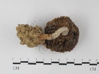登錄號:F0012526藏品圖，第3張