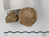 登錄號:F0012526藏品圖，第4張
