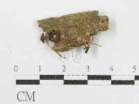 登錄號:F0012528藏品圖，第1張