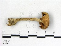 登錄號:F0012532藏品圖，第3張