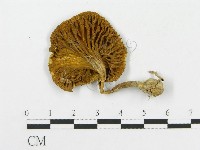 登錄號:F0012533藏品圖，第1張