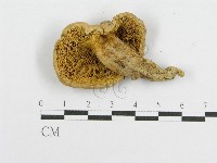 登錄號:F0012534藏品圖，第3張