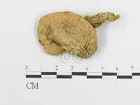 登錄號:F0012534藏品圖，第4張