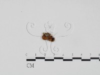 登錄號:F0012537藏品圖，第1張