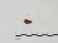 登錄號:F0012537藏品圖，第3張